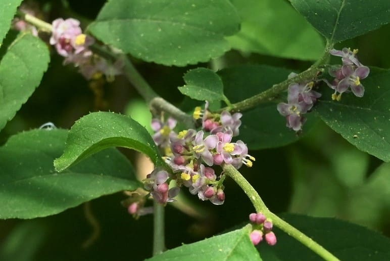 ウメモドキの花 白 画像