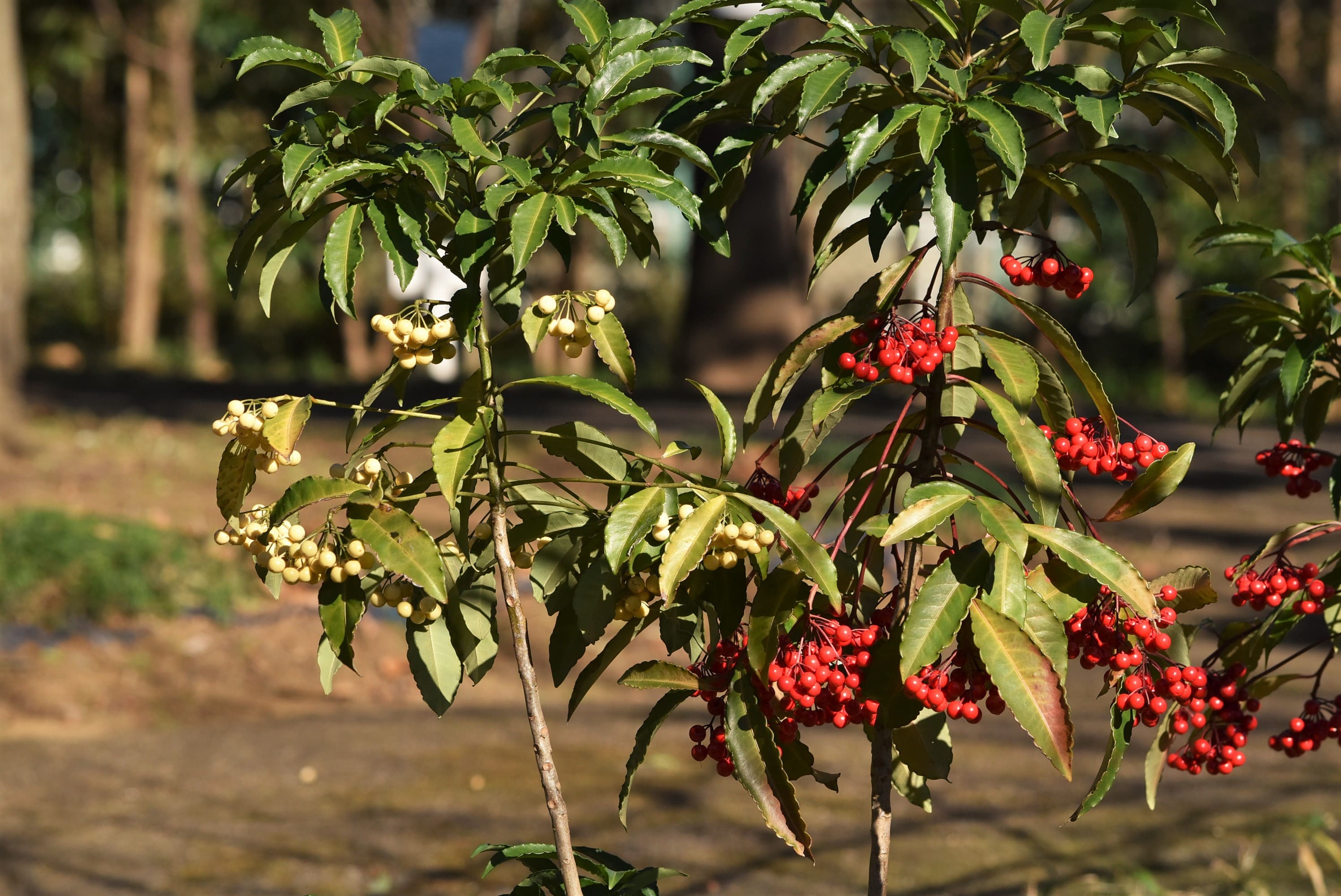 万両 紅白 実
