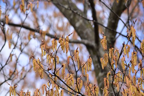 赤芽ソロ,花,あかしで