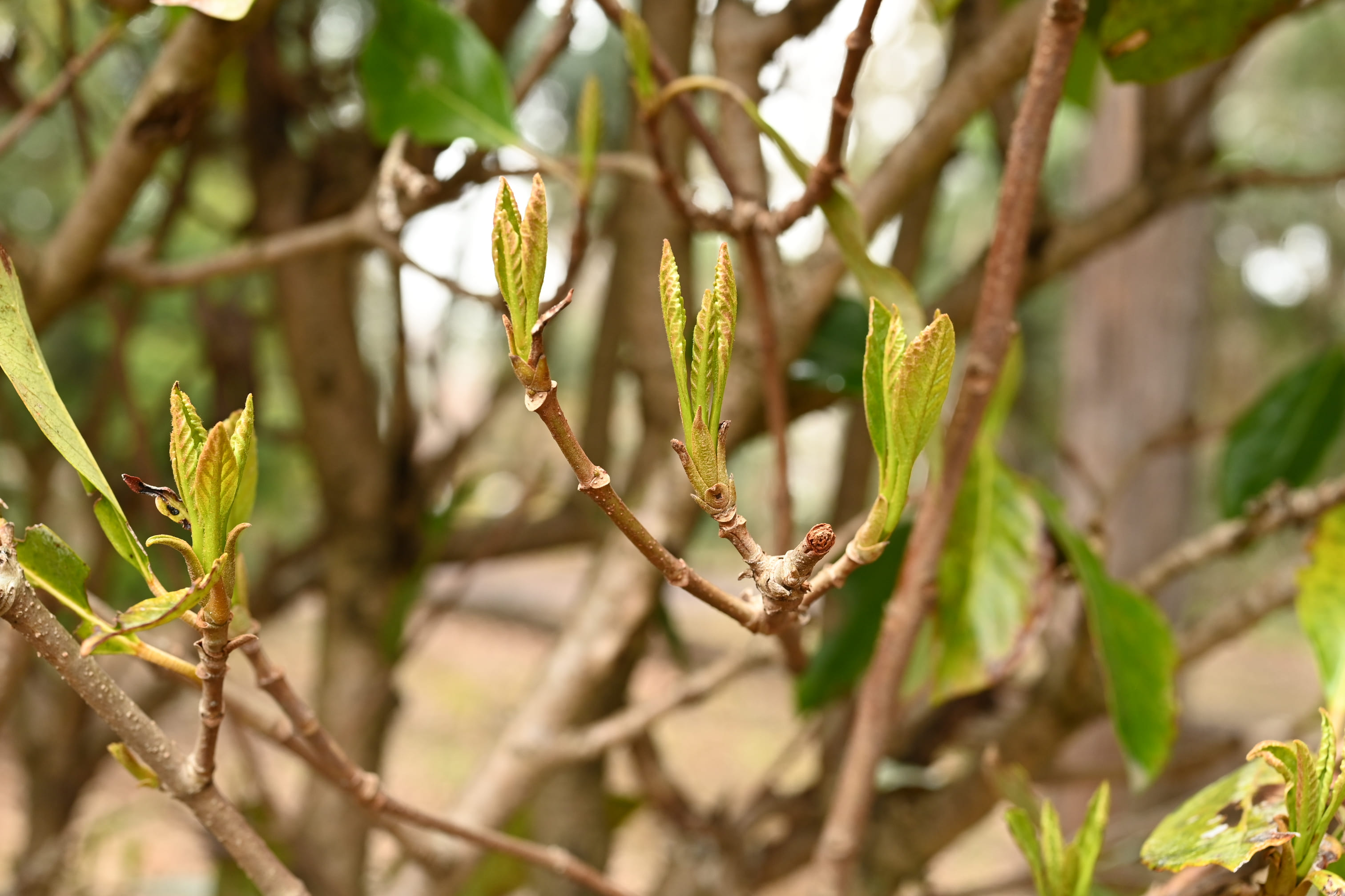 サンゴジュ 珊瑚樹 庭木図鑑 植木ペディア