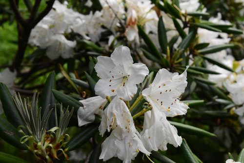 赤星,しゃくなげ,石南花