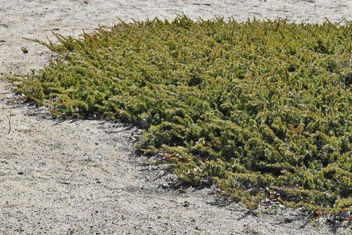 ハイネズ 庭木図鑑 植木ペディア