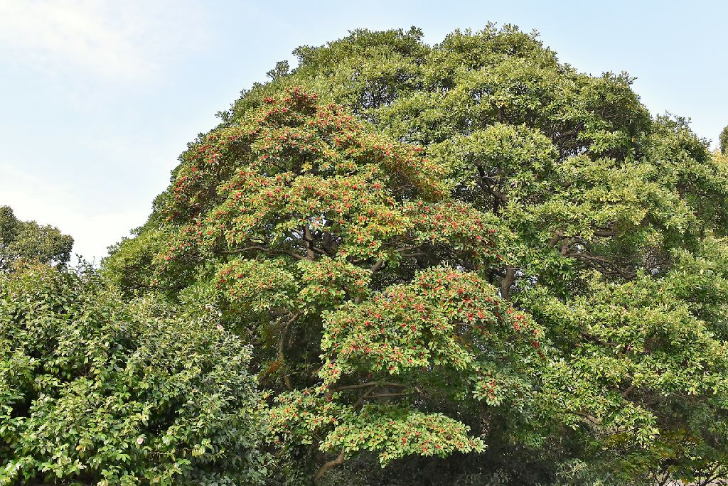 Round leaf holly,picture