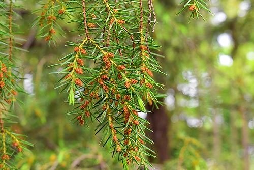 トショウ,ねずみさし,花,ネズコの木