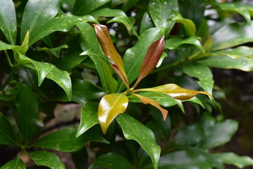 シキミ,Japanese star anise,しきみ