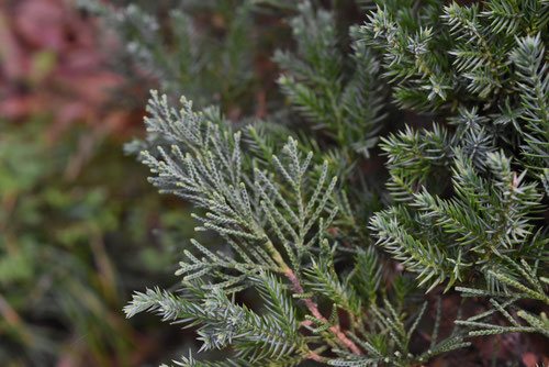 ビャクシンの木,イブキ,びゃくしん,庭木,画像