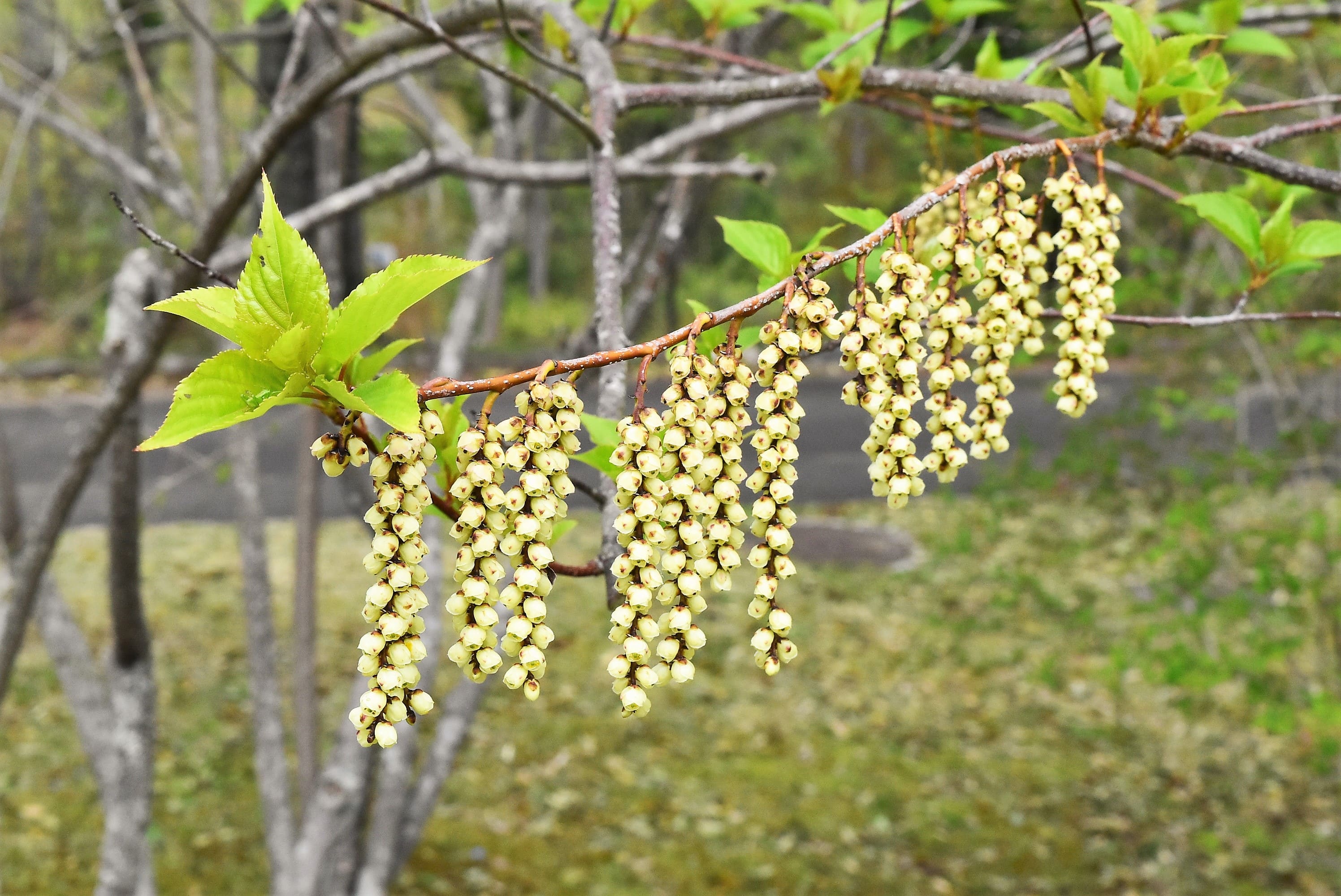 キブシ 花 画像