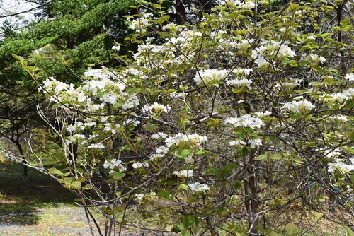 おおかめのき,ムシカリ,開花時期