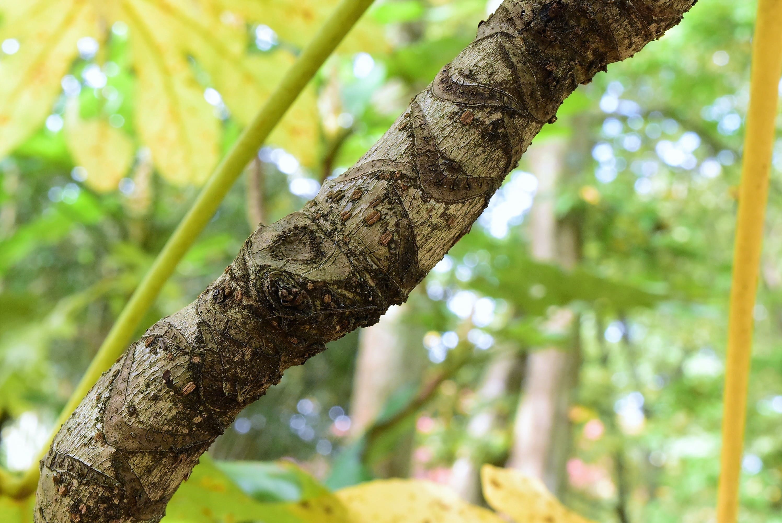 八つ手 植木 写真