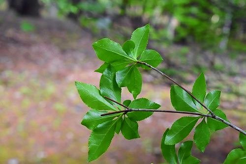 ブランド一覧 | ワールド オンラインストア アブラツツジ（油躑躅） 植木ペディア 庭木図鑑 - 落葉樹