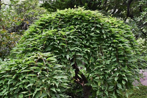 アカシデ - 庭木図鑑 植木ペディア