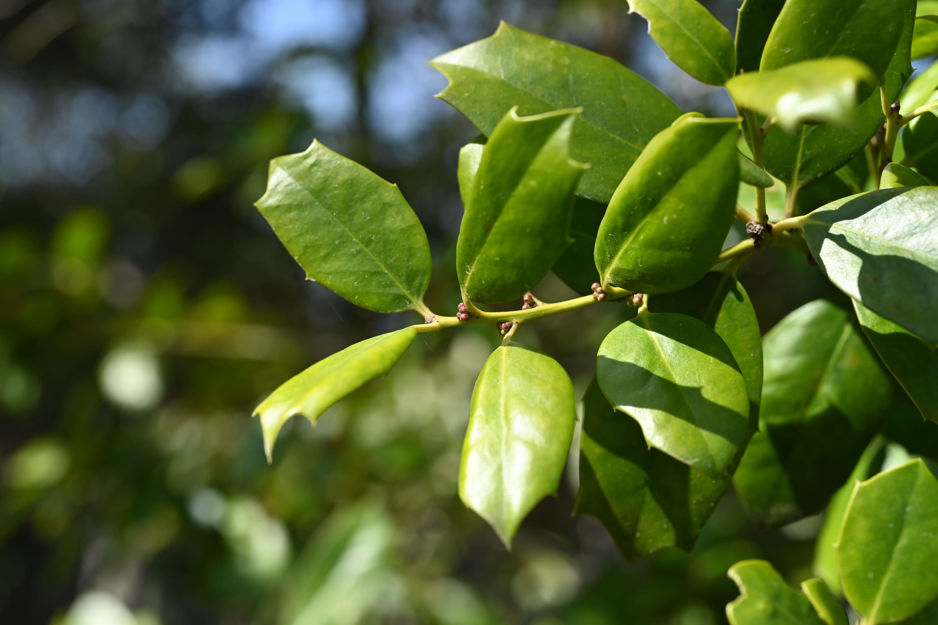 American holly,leaf,picture