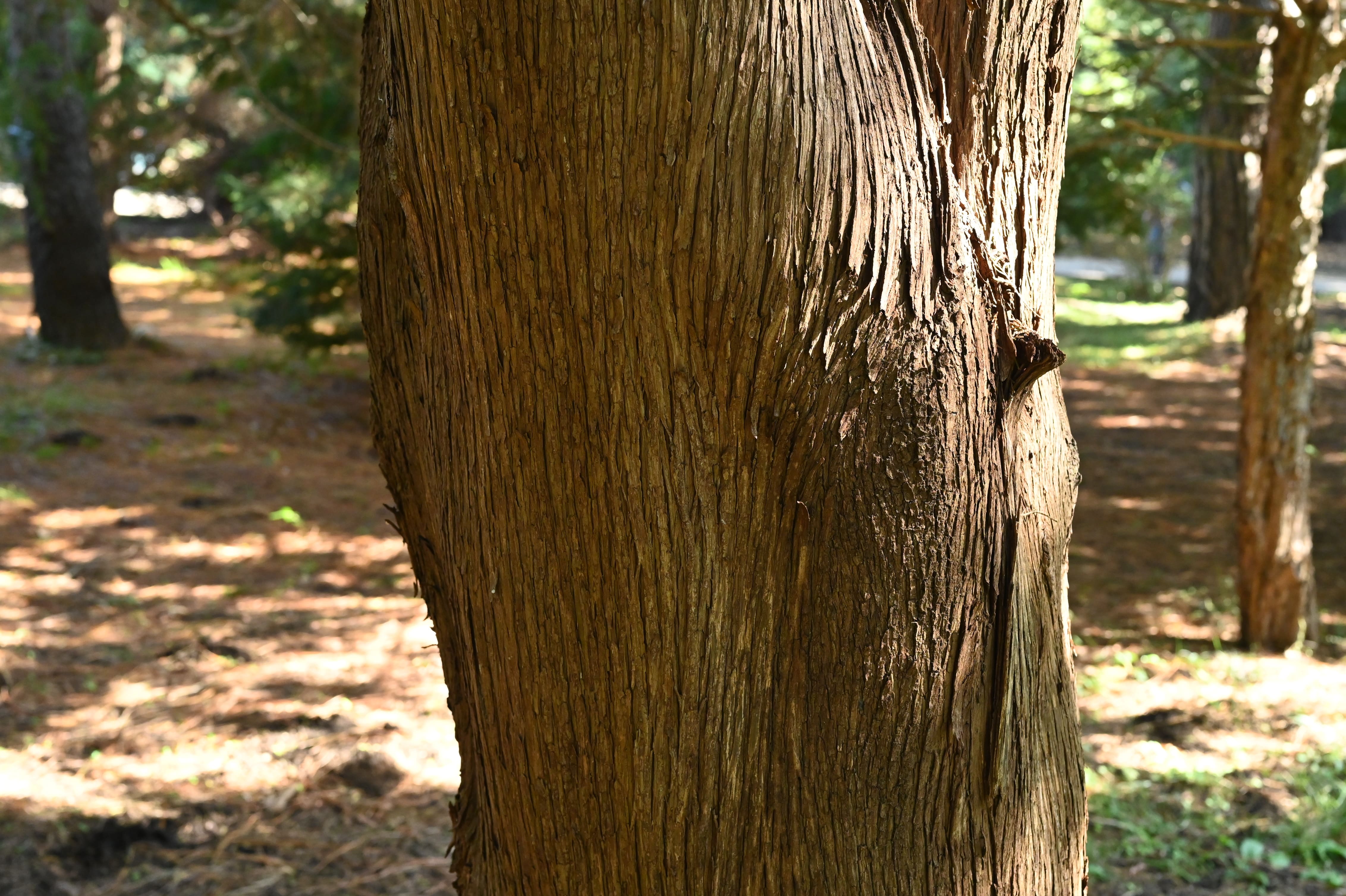 Chinese arborvitae,trunk
