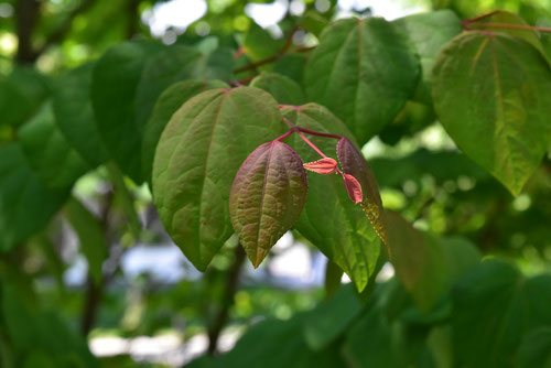 カツラ 桂 庭木図鑑 植木ペディア カツラ 桂 庭木図鑑 植木ペディア