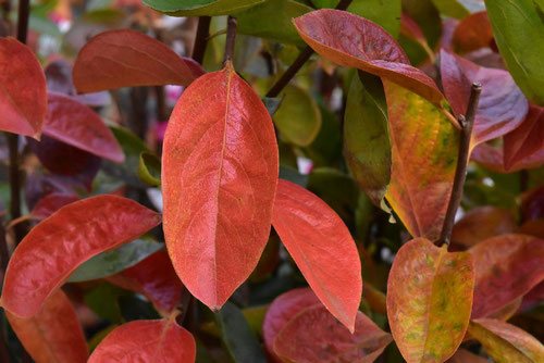 柿の紅葉,黄葉,カキノキ