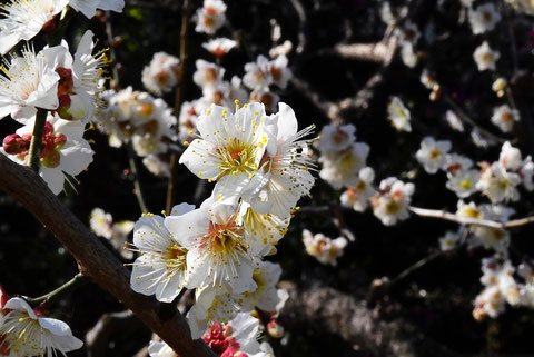 ウメ,梅の木,うめ,Variety of ume flower