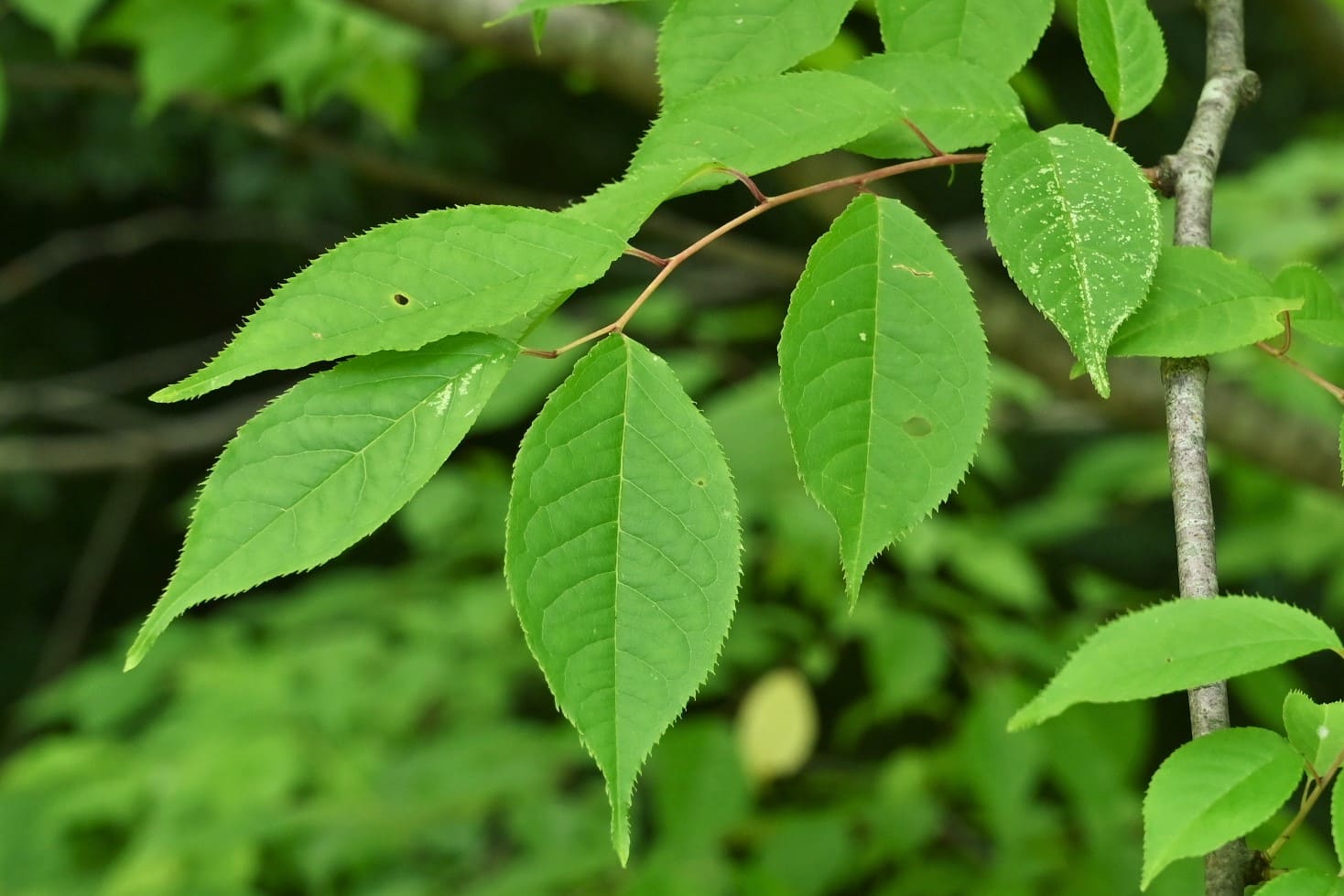 上溝桜 葉