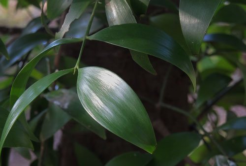 ナギの葉っぱ,なぎ,樹木図鑑