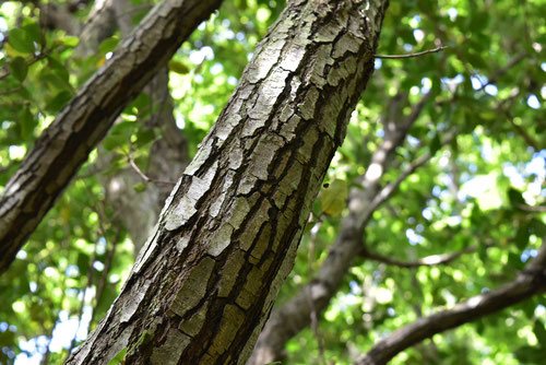 ウバメガシ（姥目樫） - 庭木図鑑 植木ペディア