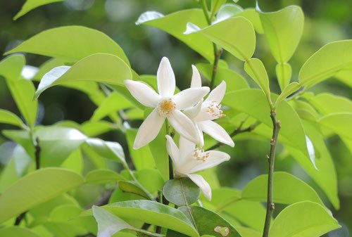 ユズ 柚子 庭木図鑑 植木ペディア