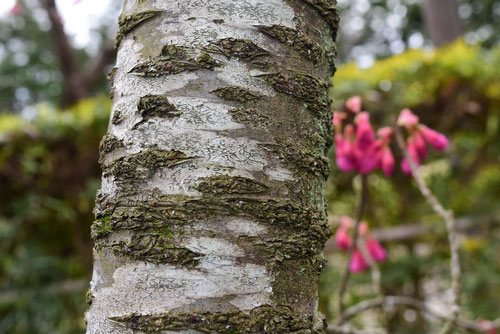 Taiwan cherry,tree