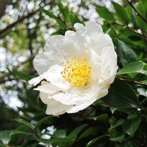 white flower tree Japan