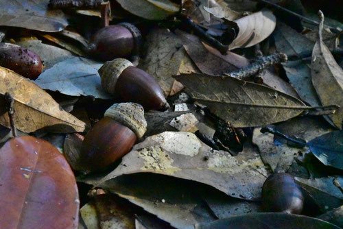 ツクバネガシ - 植物図鑑 - エバーグリーン どんぐり帽子 ツクバネガシ