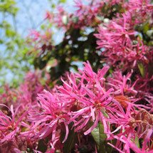 pink flowers in Japan