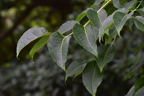 Amur　Corktree,leaves,picture