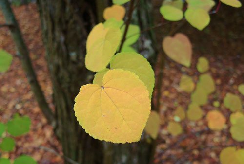カツラ（桂） - 庭木図鑑 植木ペディア