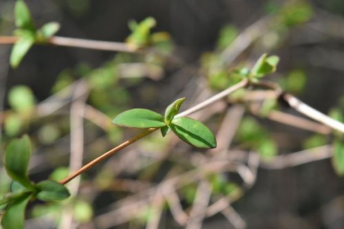 ウグイスカグラ（鶯神楽） - 庭木図鑑 植木ペディア