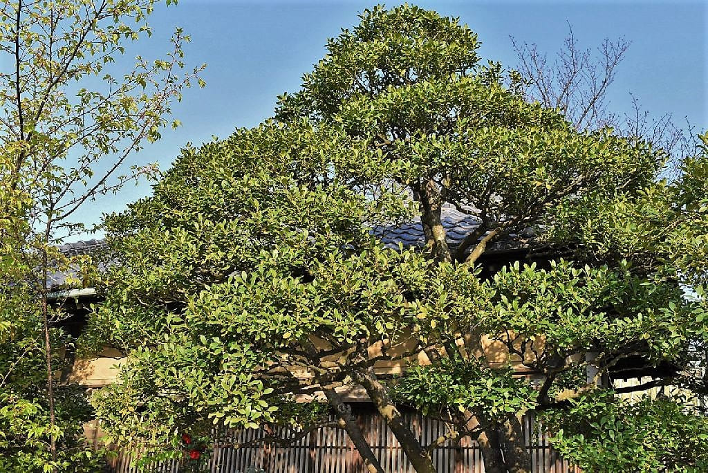 モチノキ（黐の木） 庭木図鑑 植木ペディア