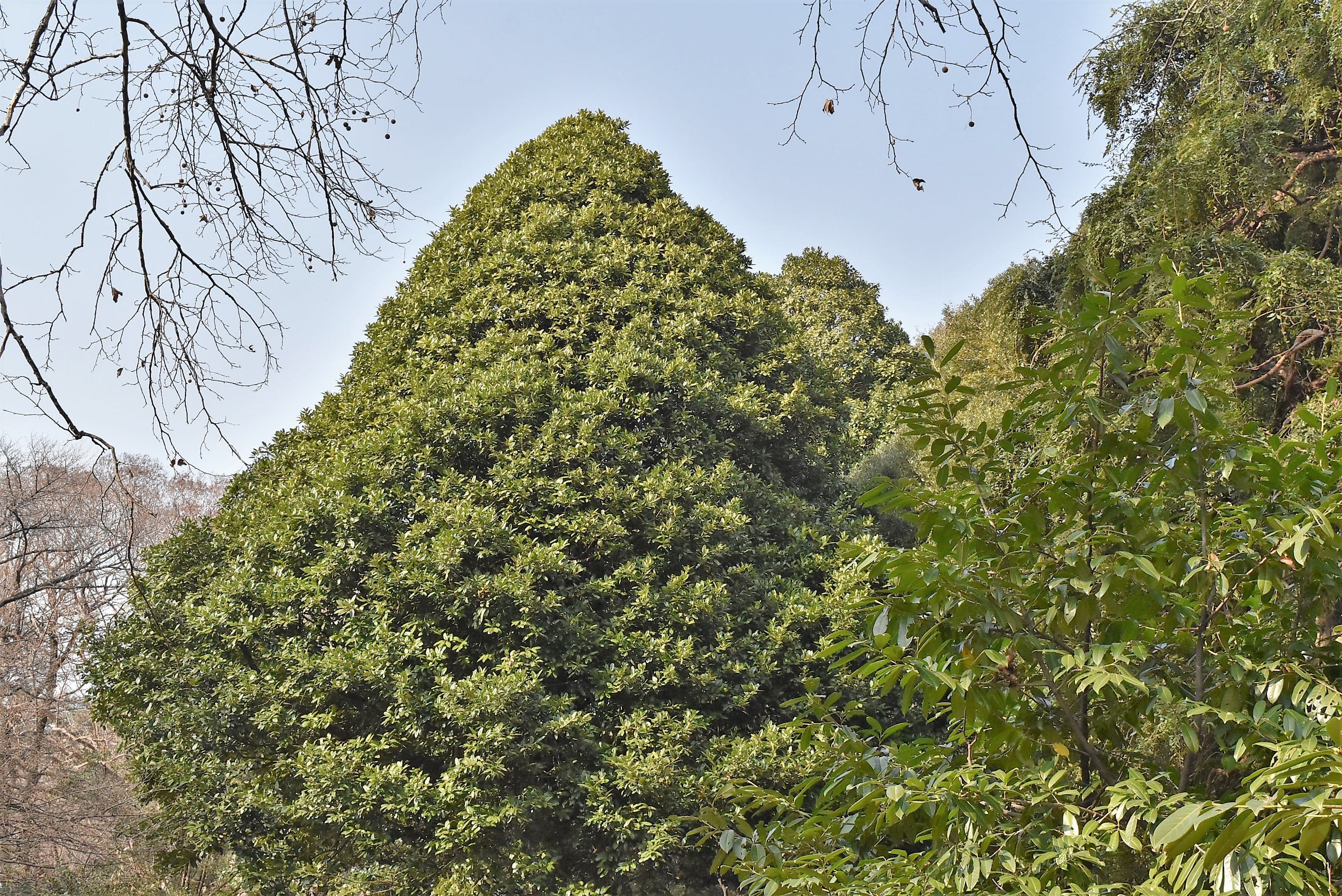 Tarajo holly,tree
