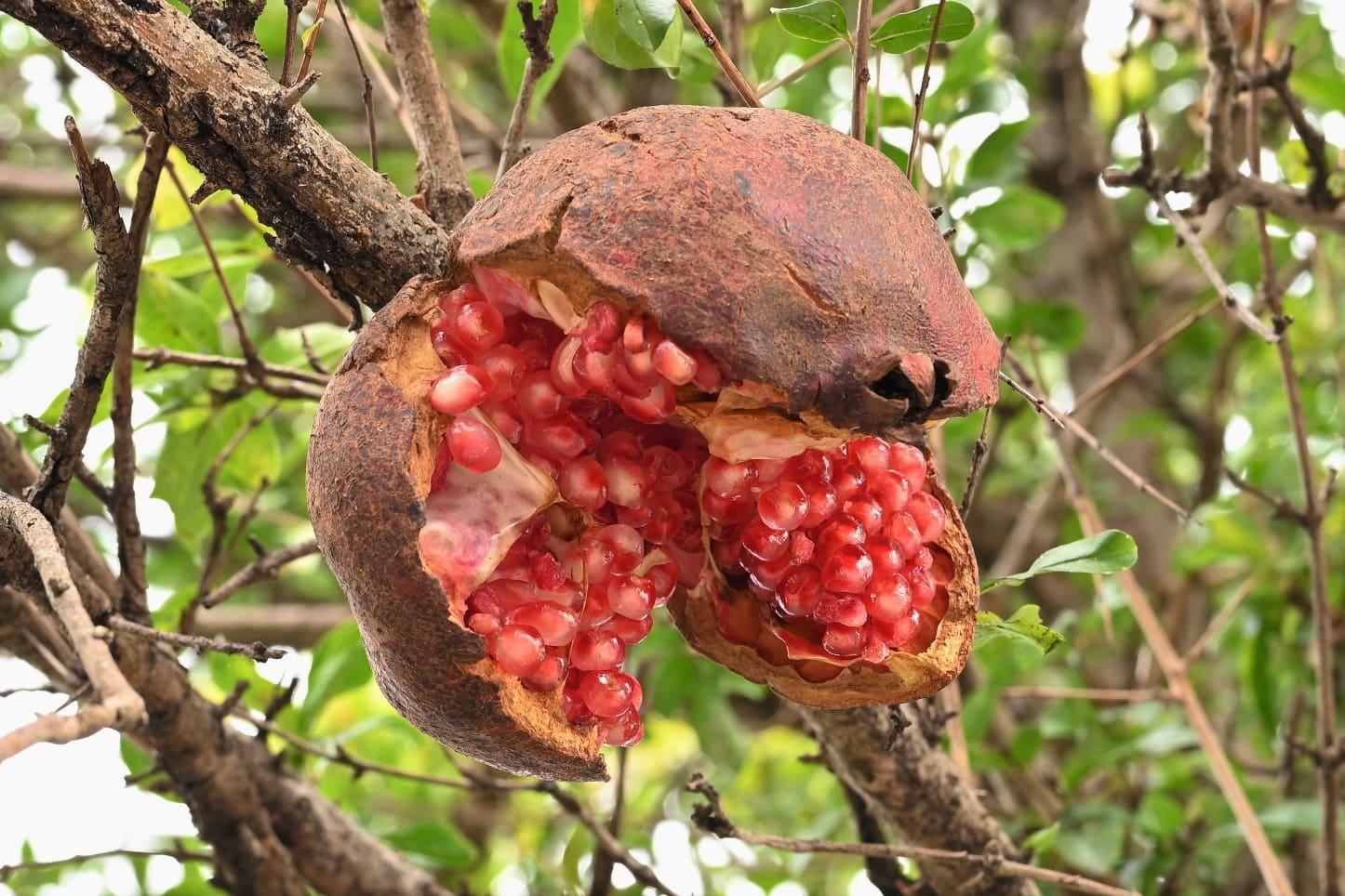 ザクロの木 61ml45+JD5L._UF1000,1000_QL80_.jpg