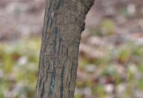 青木,植物,アオキ,あおき,Japanese Aucuba,blanch