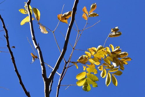 もくげんじ　紅葉　黄葉