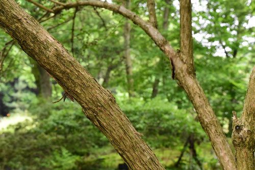 ウツギ 空木 庭木図鑑 植木ペディア