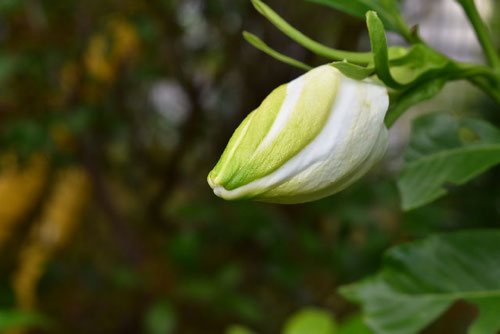 クチナシ,くちなしの蕾,画像