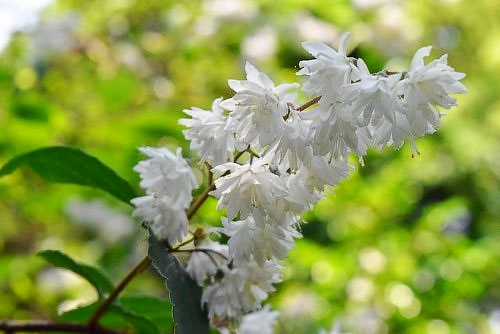 ウツギ（空木） - 庭木図鑑 植木ペディア