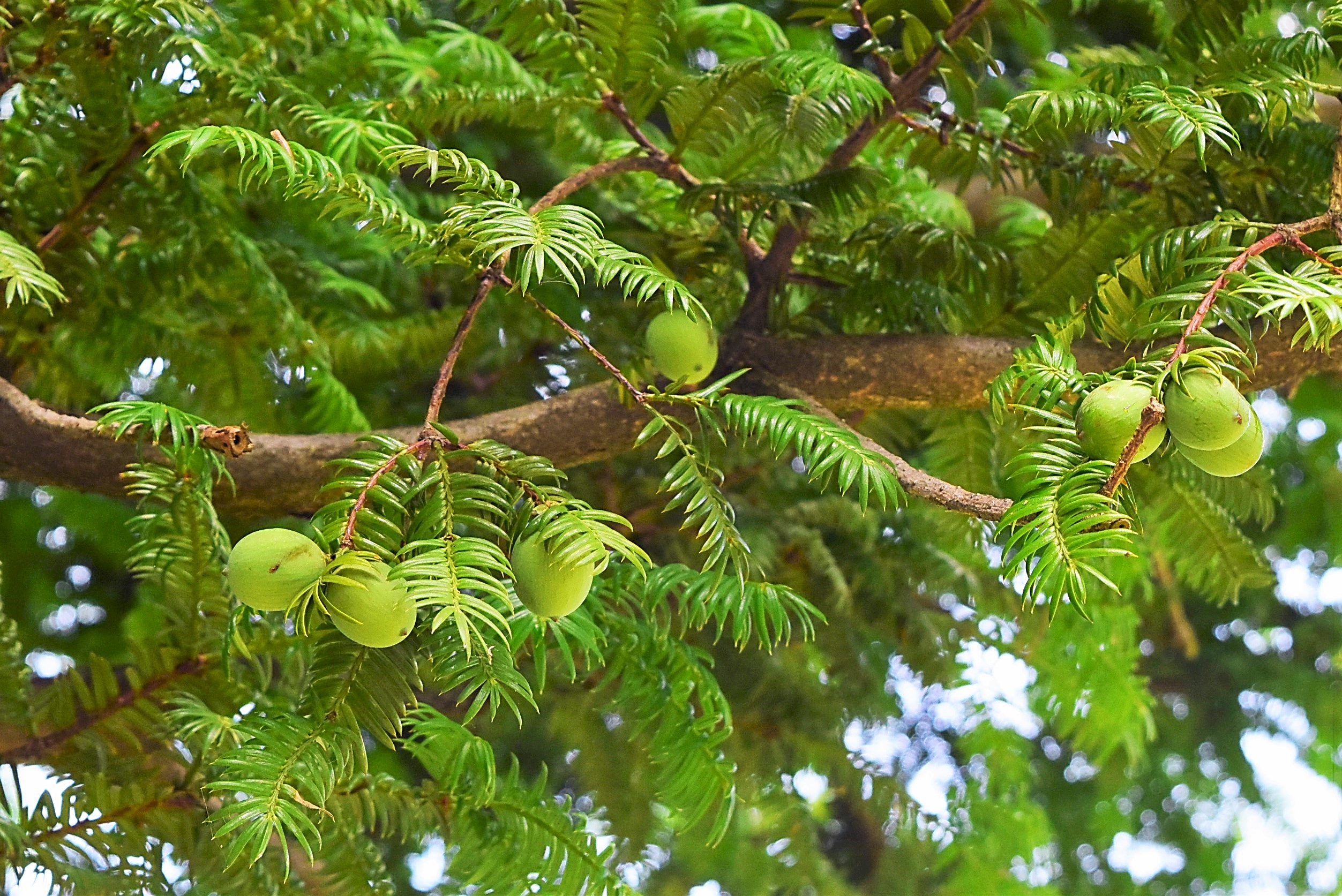 Torreya,fruits