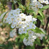 庭木 低木 落葉 庭木図鑑 植木ペディア 庭木 低木 落葉 庭木図鑑 植木ペディア