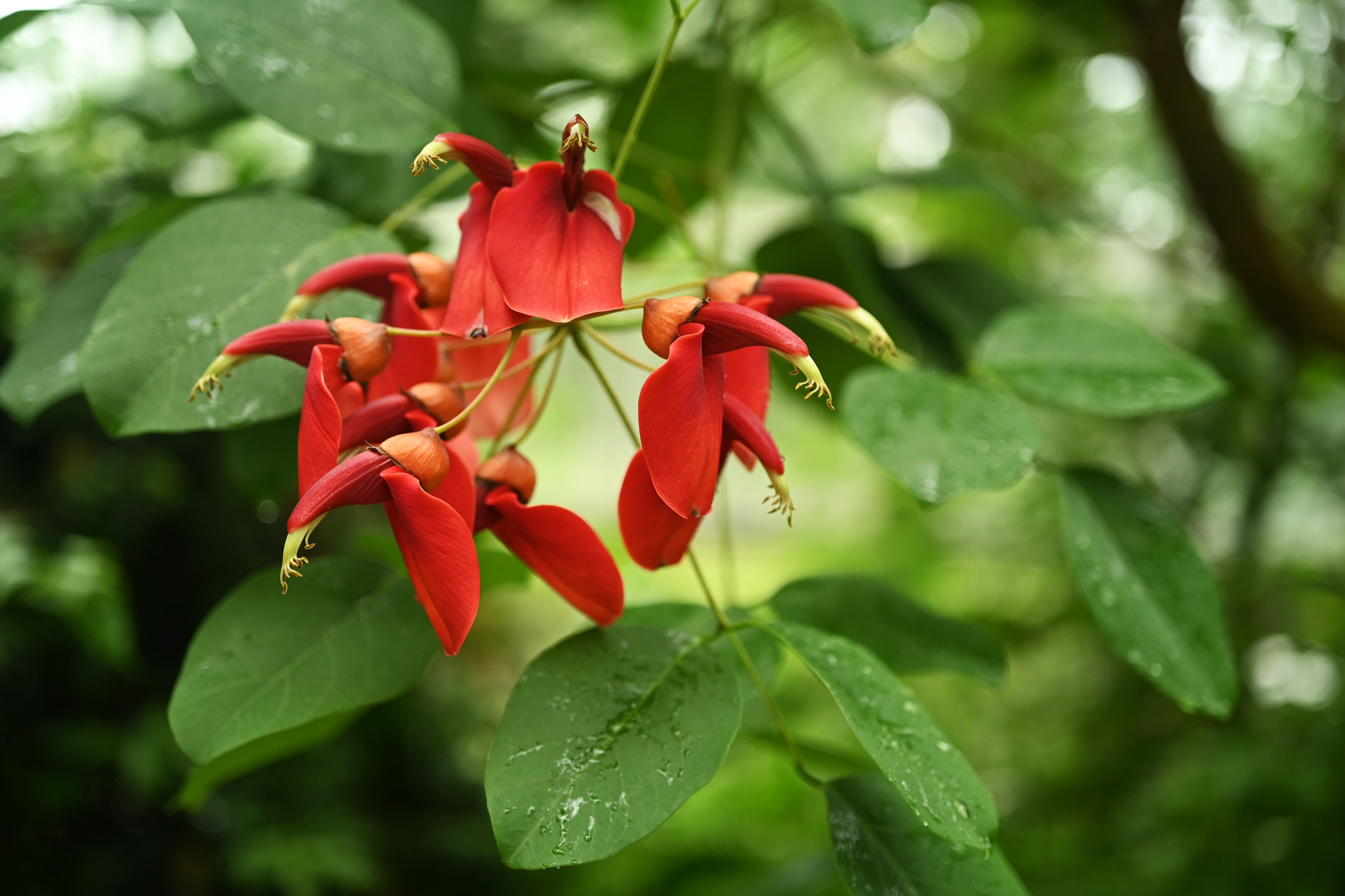 Cockspur Coral Tree,flower