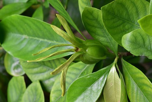 クチナシ 梔子 庭木図鑑 植木ペディア クチナシ 梔子 庭木図鑑 植木ペディア