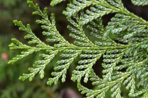 サワラ（花柏） 庭木図鑑 植木ペディア