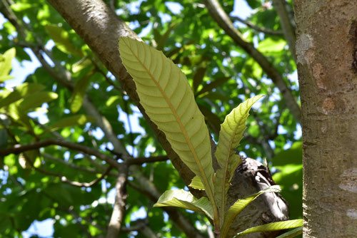 ビワ 枇杷 庭木図鑑 植木ペディア ビワ 枇杷 庭木図鑑 植木ペディア