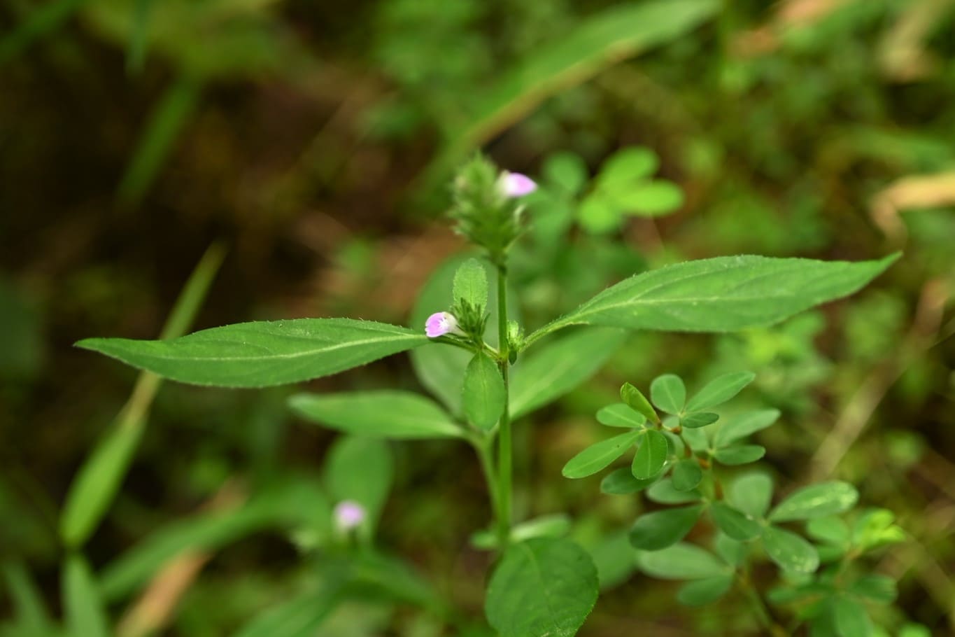 キツネノマゴ きつねのまご 狐の孫 庭木図鑑 植木ペディア キツネノマゴ きつねのまご 狐の孫 庭木図鑑 植木ペディア