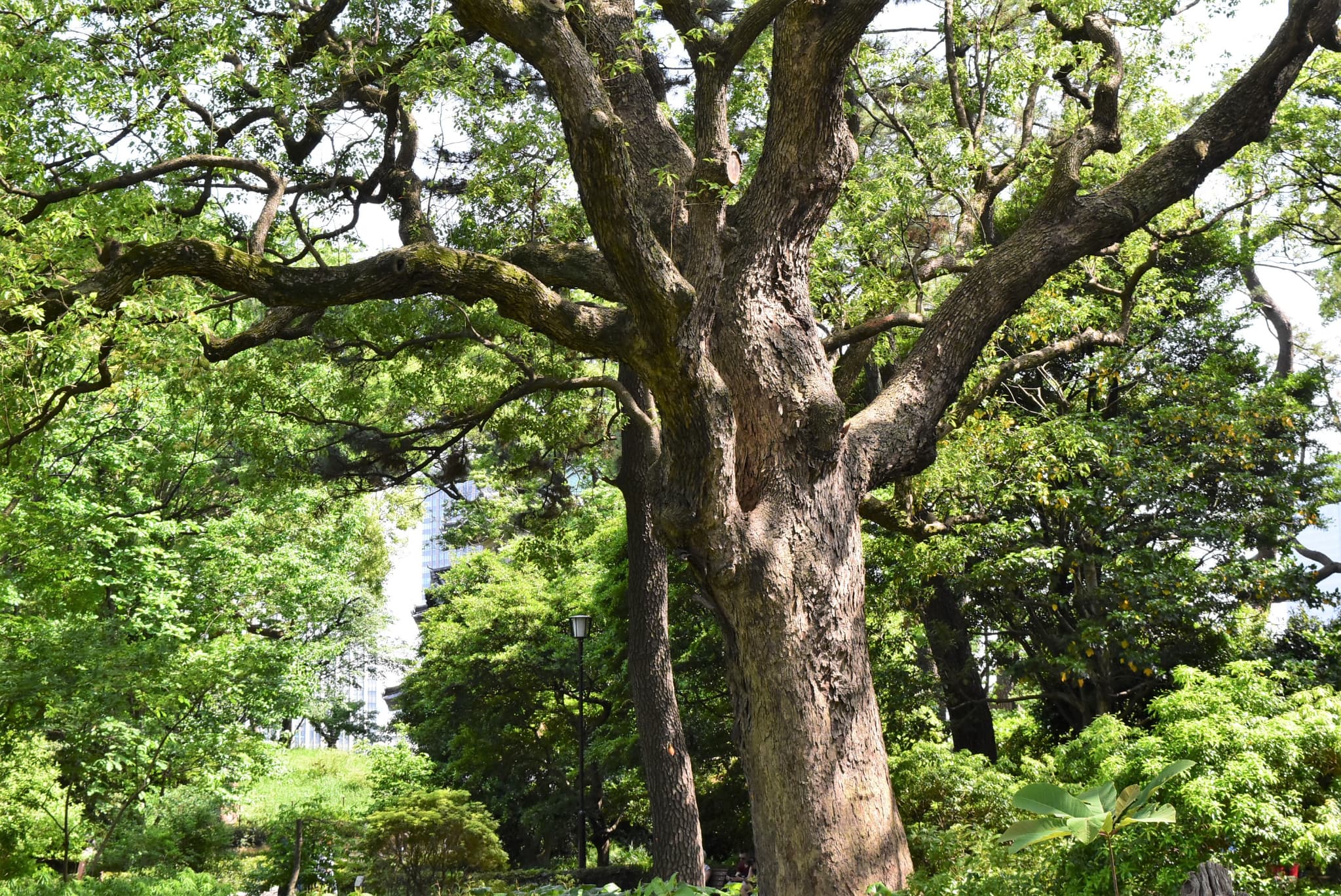 トトロの木,幹,くすのき