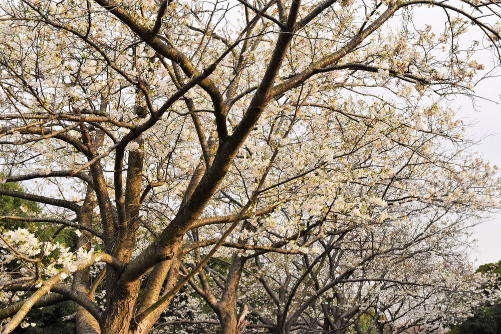 大島桜 樹形