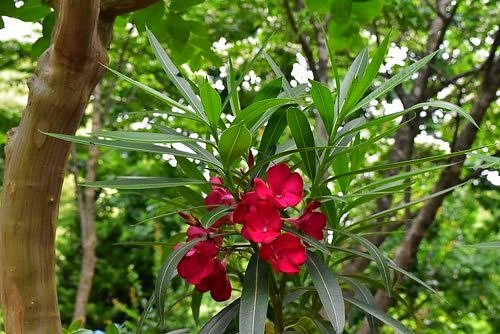 キョウチクトウ 夾竹桃 庭木図鑑 植木ペディア