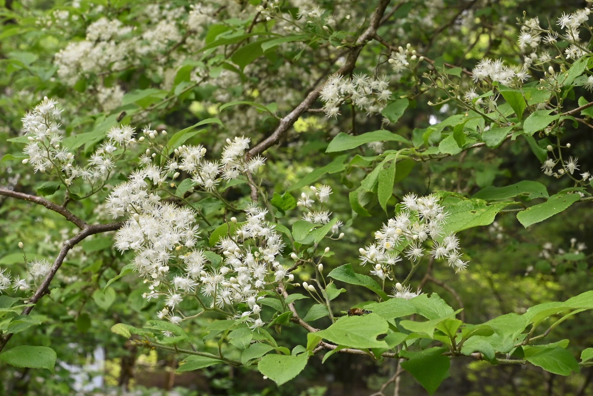 Smooth oriental photinia,flower